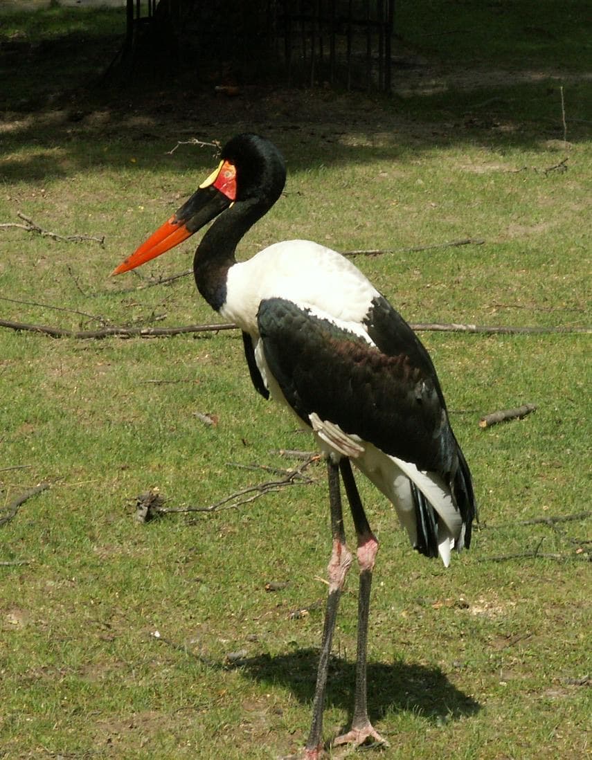 Krakow Zoo, Krakow